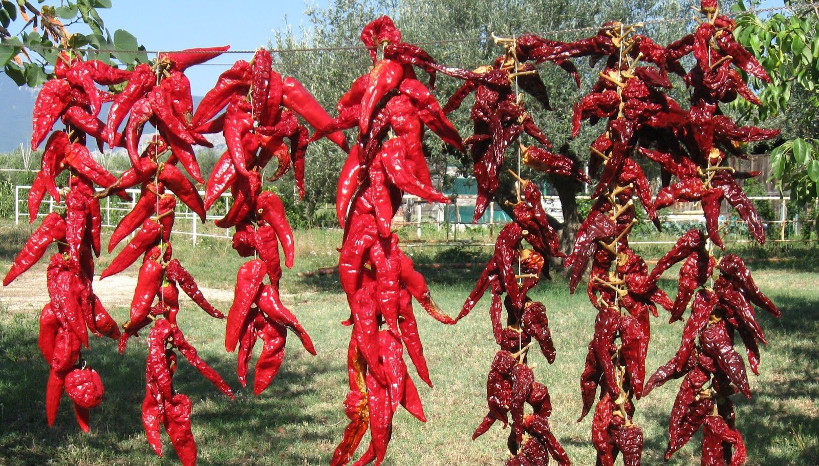 chiles secos 2