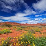 OVER ONS/nl 16 flores silvestres calendula desierto primavera paisaje utah 119570 388